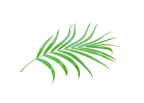 Folha Palma Verde Isolado Fundo Branco Com Caminho Recorte — Fotografia de Stock
