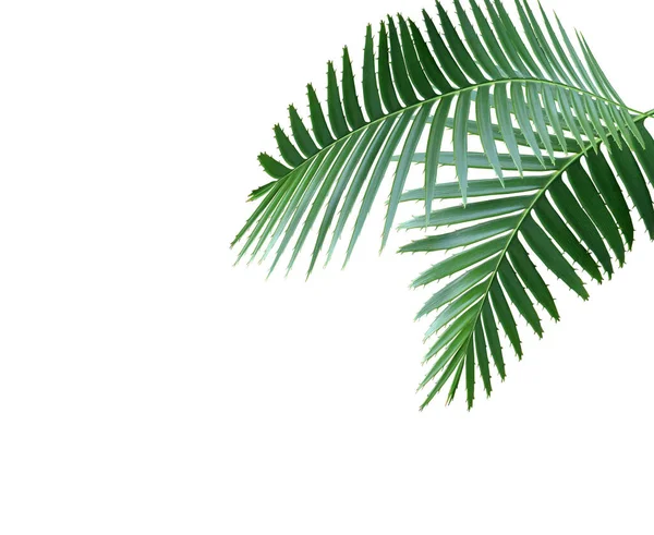 Green Palm Leaf White Background — Stock Photo, Image