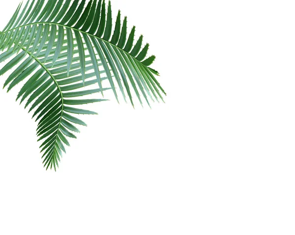 Grønt Palmelblad Hvit Bakgrunn – stockfoto