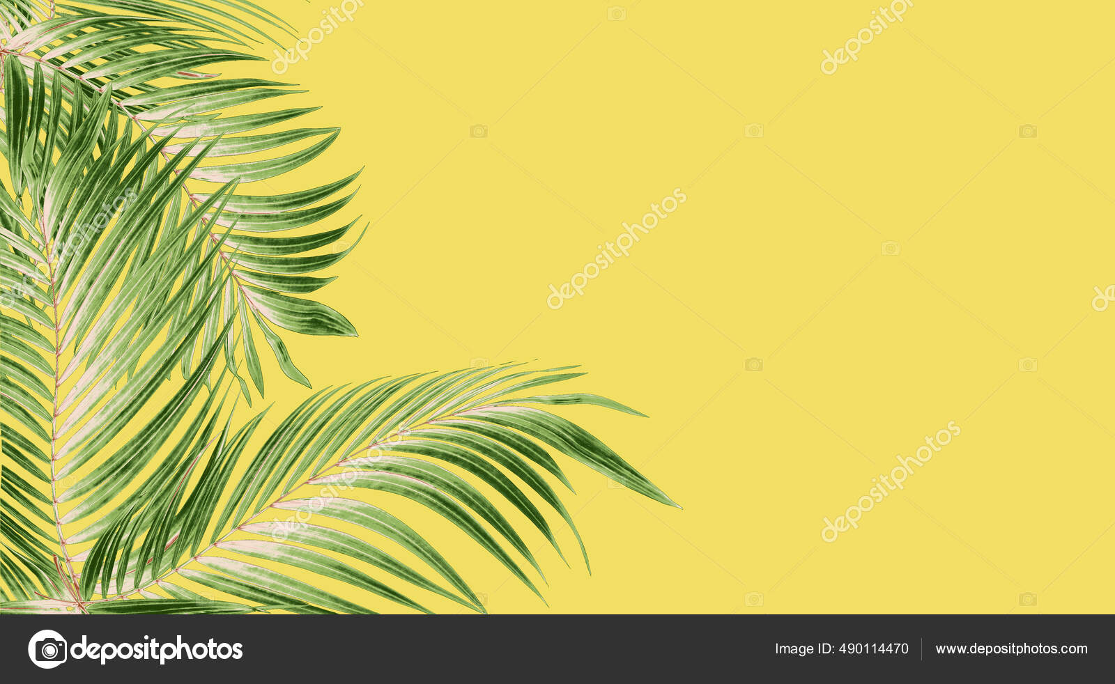 背景にヤシの木の緑の葉 ストック写真 C Studio13 背景にヤシの木の緑の葉 ストック写真 C Studio13