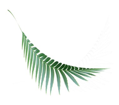 kırpma yolu ile beyaz arkaplanda izole yeşil palmiye yaprağı