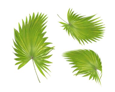 Yaz için beyaz üzerine tropik yeşil palmiye yaprağı