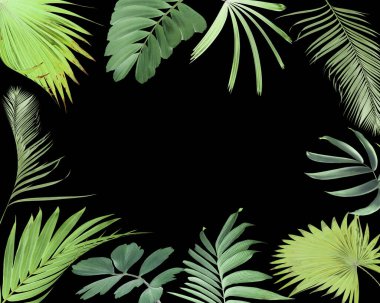 Yaz için beyaz üzerine tropik yeşil palmiye yaprağı