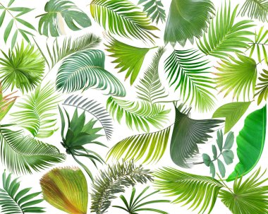 tropical green palm leaf on white for summer background clipart
