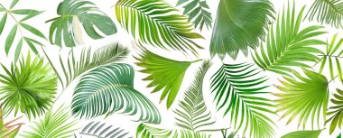 Yaz için beyaz üzerine tropik yeşil palmiye yaprağı