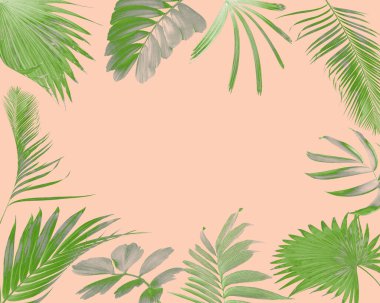 Yaz arkaplanı için tropikal palmiye yaprağı