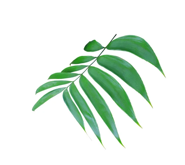 Foglia Palma Verde Isolata Sfondo Bianco — Foto Stock