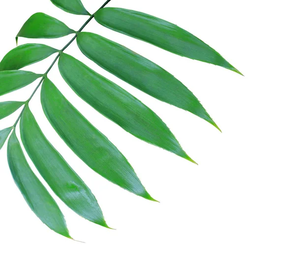 Green Palm Leaf Isolated White Background — Stock Photo, Image