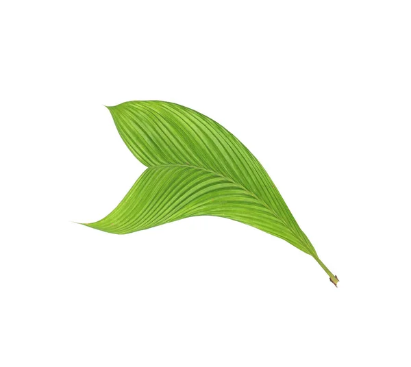 Zielony Liść Palmy Izolowany Białym Tle — Zdjęcie stockowe