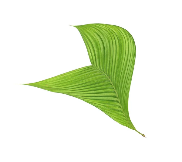 Grünes Blatt Der Palme Isoliert Auf Weißem Hintergrund — Stockfoto