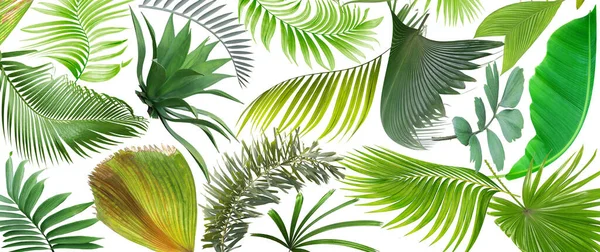 夏季背景为白色热带绿色棕榈叶 — 图库照片