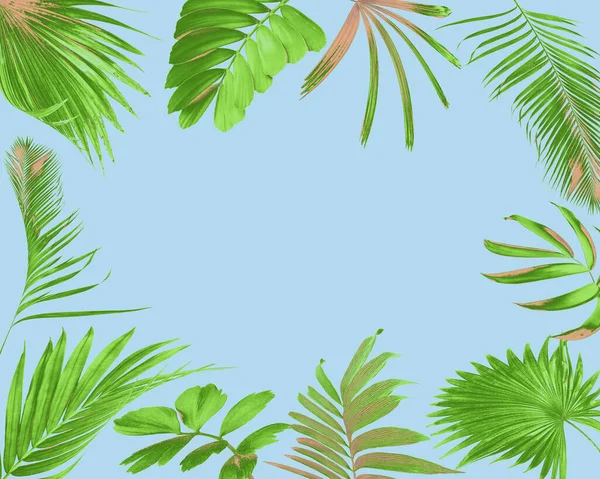 Feuille Palmier Vert Tropical Sur Fond Blanc Pour Été — Photo