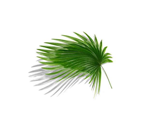 Zielony Liść Palmy Fiji Fan Cieniem Białym Tle — Zdjęcie stockowe
