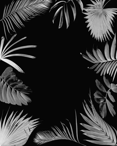 Yaz arkaplanı için tropik siyah ve beyaz palmiye yaprağı