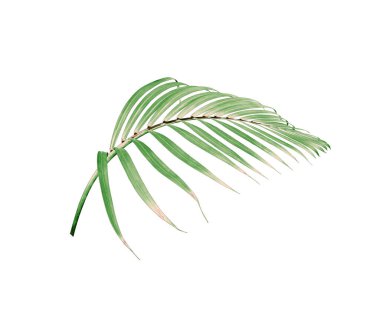 Beyaz arkaplanda izole edilmiş yeşil palmiye yaprağı