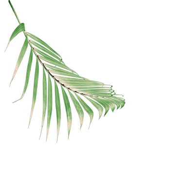 Beyaz arkaplanda izole edilmiş yeşil palmiye yaprağı