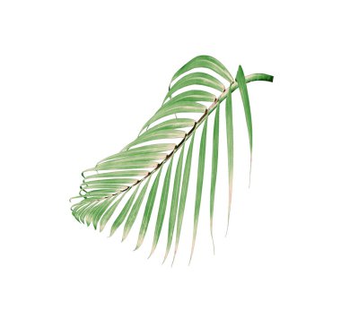 Beyaz arkaplanda izole edilmiş yeşil palmiye yaprağı