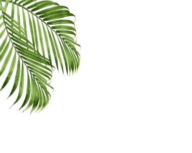 Beyaz arkaplanda yeşil palmiye yaprakları