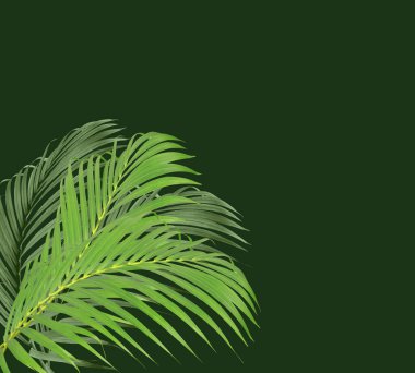 Beyaz arkaplanda yeşil palmiye yaprakları