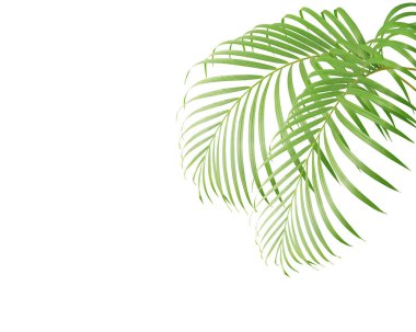 Beyaz arkaplanda yeşil palmiye yaprakları