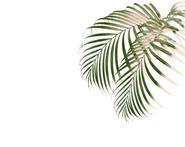 Beyaz arkaplanda yeşil palmiye yaprakları