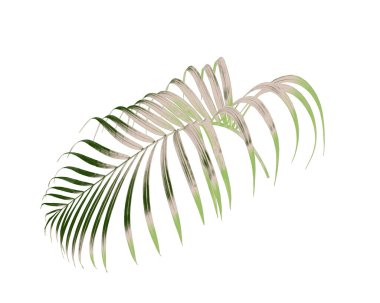 Beyaz arkaplanda izole edilmiş yeşil palmiye yaprağı