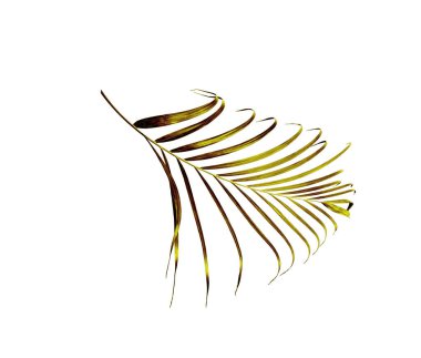 Beyaz arkaplanda izole edilmiş yeşil palmiye yaprağı