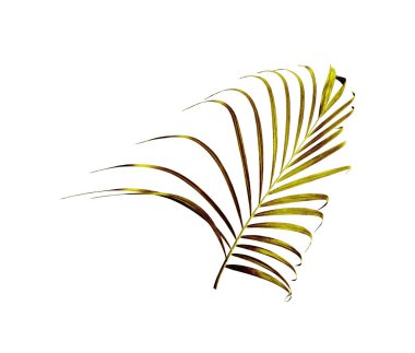 Beyaz arkaplanda izole edilmiş yeşil palmiye yaprağı