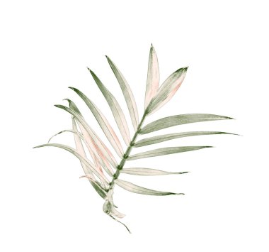 Beyaz arkaplanda izole edilmiş yeşil palmiye yaprağı