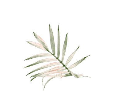 Beyaz arkaplanda izole edilmiş yeşil palmiye yaprağı