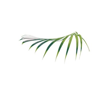 Beyaz arkaplanda izole edilmiş yeşil palmiye yaprağı