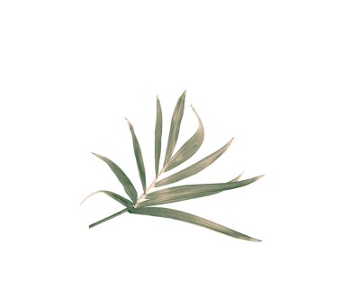 Beyaz arkaplanda izole edilmiş yeşil palmiye yaprağı