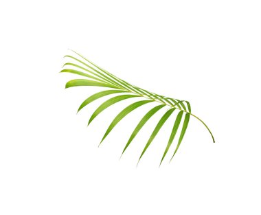 Beyaz arkaplanda izole edilmiş yeşil palmiye yaprağı