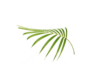 Beyaz arkaplanda izole edilmiş yeşil palmiye yaprağı