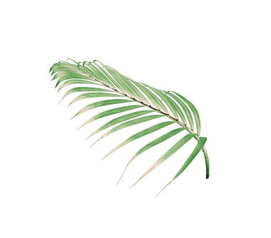 Beyaz arkaplanda izole edilmiş yeşil palmiye yaprağı