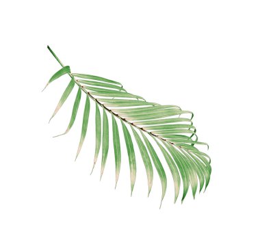 Beyaz arkaplanda izole edilmiş yeşil palmiye yaprağı