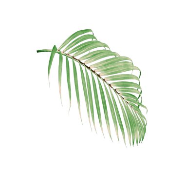 Beyaz arkaplanda izole edilmiş yeşil palmiye yaprağı