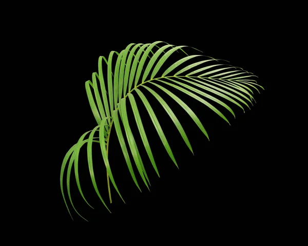 Grünes Blatt Der Palme Isoliert Auf Weißem Hintergrund — Stockfoto