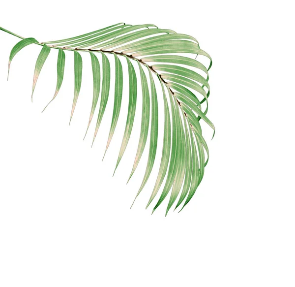 Hoja Verde Palmera Aislada Sobre Fondo Blanco — Foto de Stock