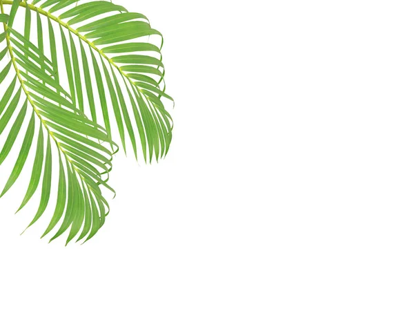 Folhas Palma Verde Fundo Branco — Fotografia de Stock