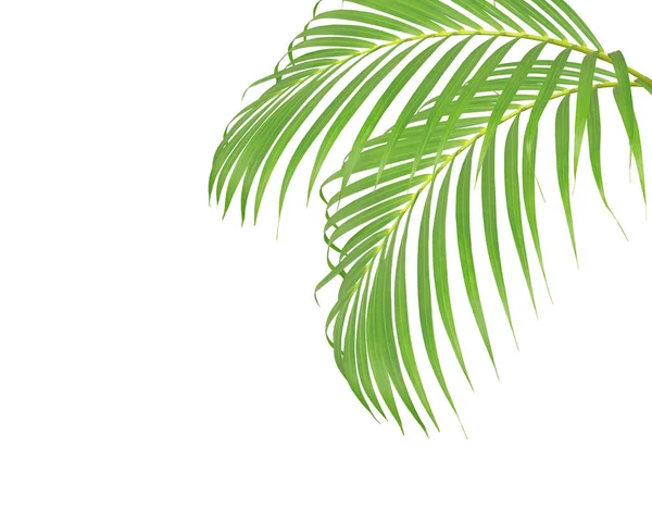 Folhas Palma Verde Fundo Branco — Fotografia de Stock
