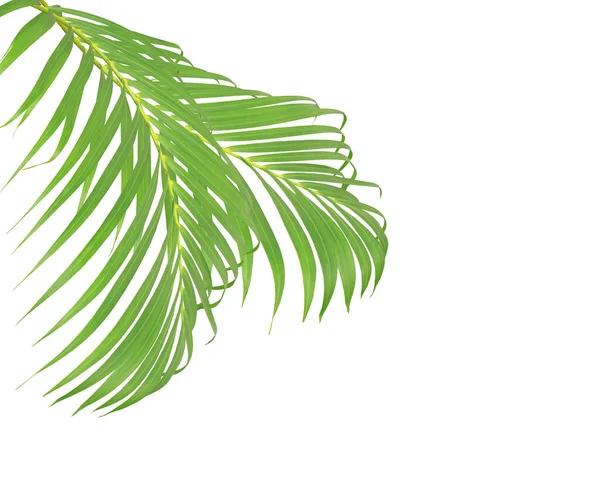 Green Palm Leaves White Background — Stock Photo, Image