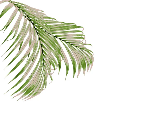 Grüne Palmblätter Auf Weißem Hintergrund — Stockfoto