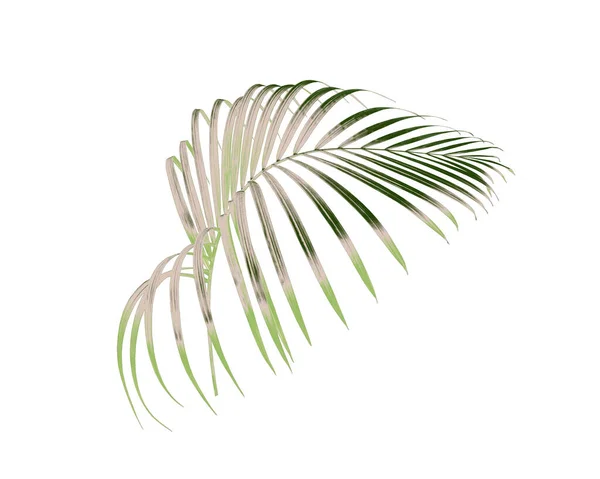 Grünes Blatt Der Palme Isoliert Auf Weißem Hintergrund — Stockfoto