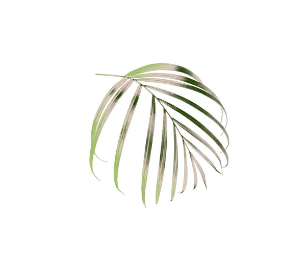 Hoja Verde Palmera Aislada Sobre Fondo Blanco — Foto de Stock