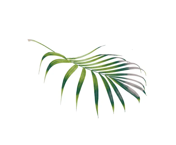 Grünes Blatt Der Palme Isoliert Auf Weißem Hintergrund — Stockfoto