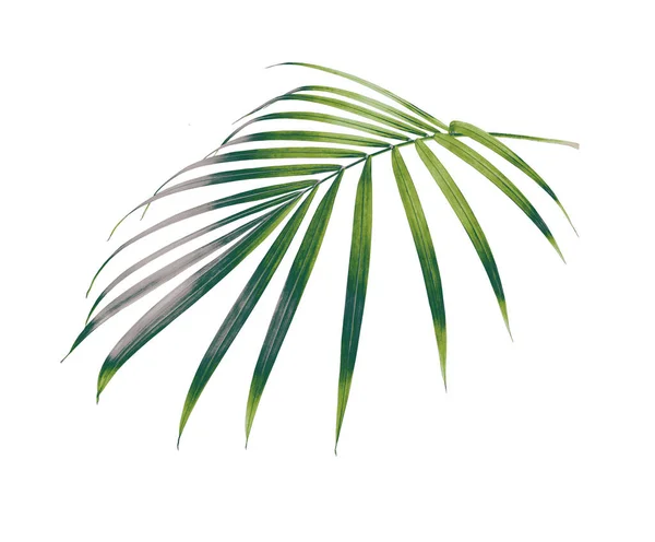 Green Leaf Palm Tree Isolated White Background — Stock Photo, Image