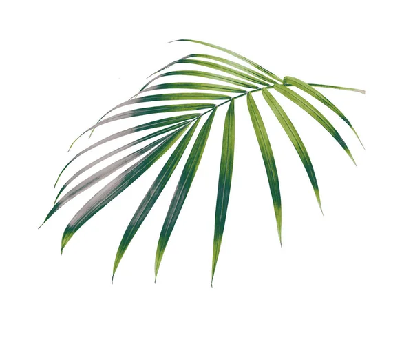 Hoja Verde Palmera Aislada Sobre Fondo Blanco — Foto de Stock