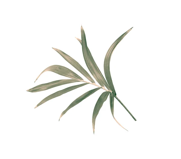Grünes Blatt Der Palme Isoliert Auf Weißem Hintergrund — Stockfoto