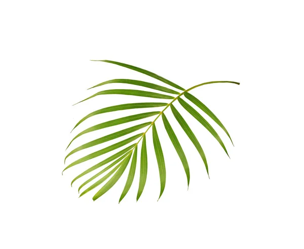 Hoja Verde Palmera Aislada Sobre Fondo Blanco — Foto de Stock